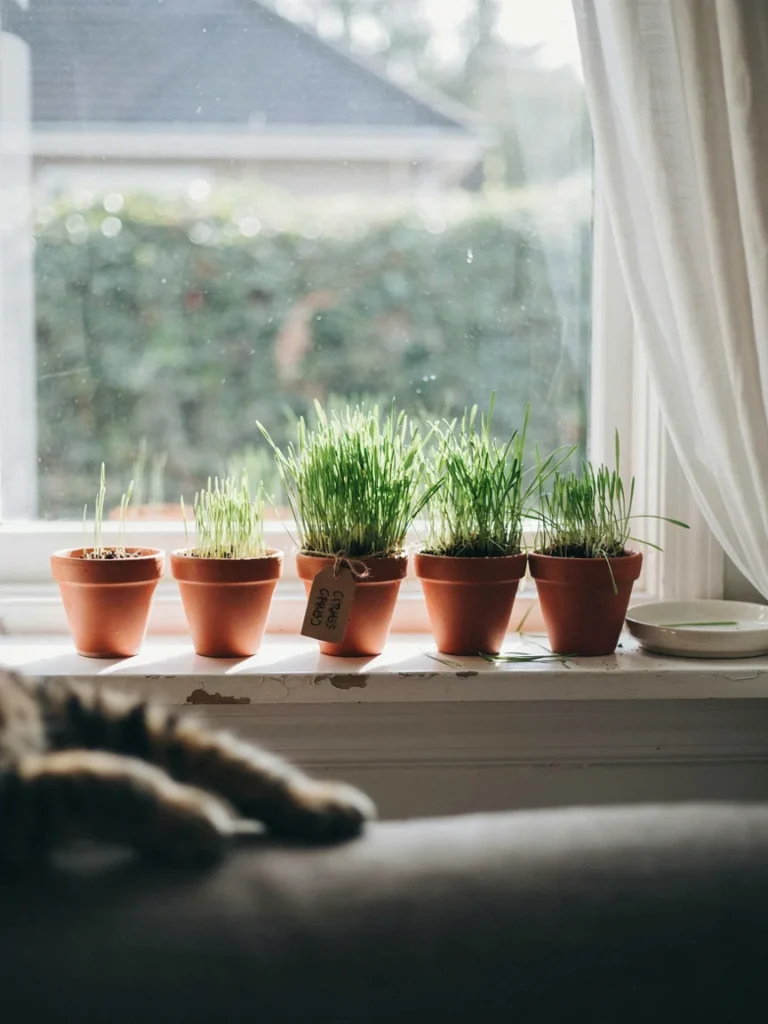 A row of small terracotta pots with cat grass in different growth stages lined up on a bright windowsill, one pot visibly nibbled down by a cat