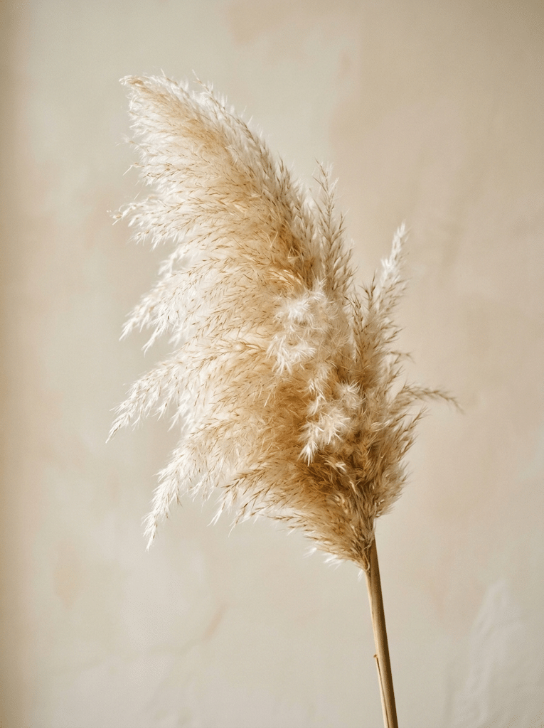Close up of a soft cream pampas grass plume showing its feathery texture